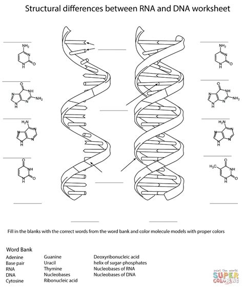 structure of dna and rna worksheet answers